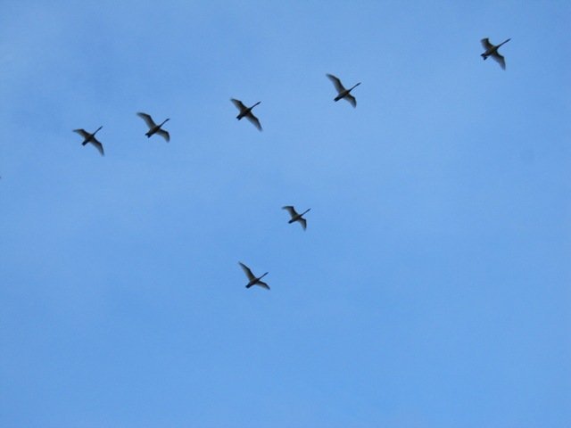 Oddaflug til heitari landa