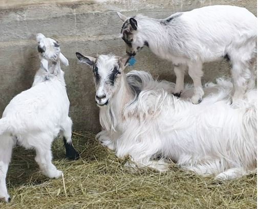 Vorið er komið með kiðum, fuglum, lömbum og áburði