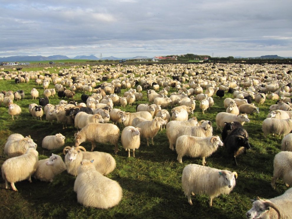 Haustfundur Afréttamálafélags Flóa og Skeiða