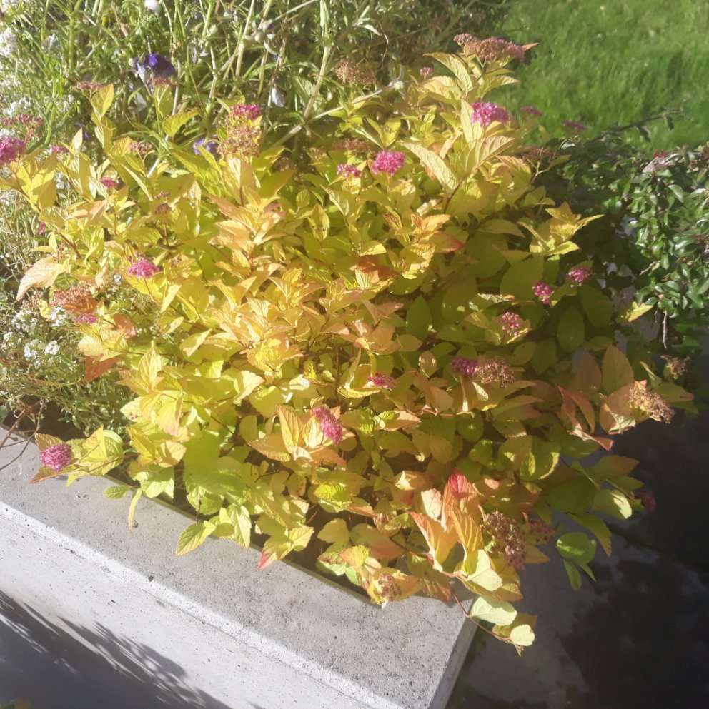 Bæklingur um meðferð rúlluplasts