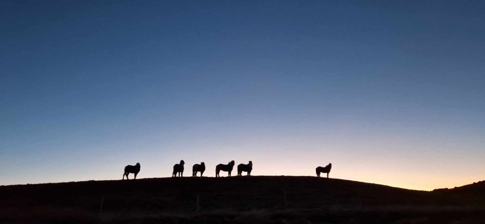 Hross og skammdegishiminn