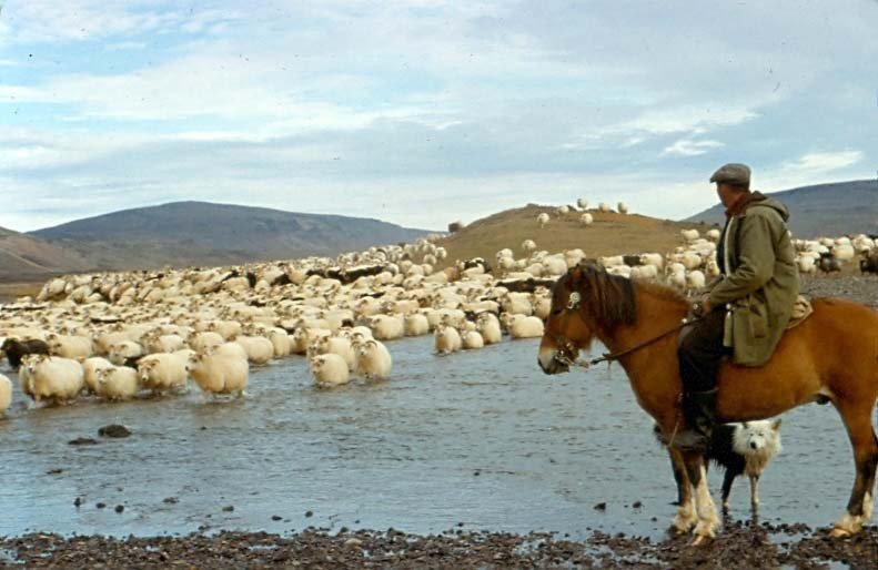 Brakandi nýr Gaukur