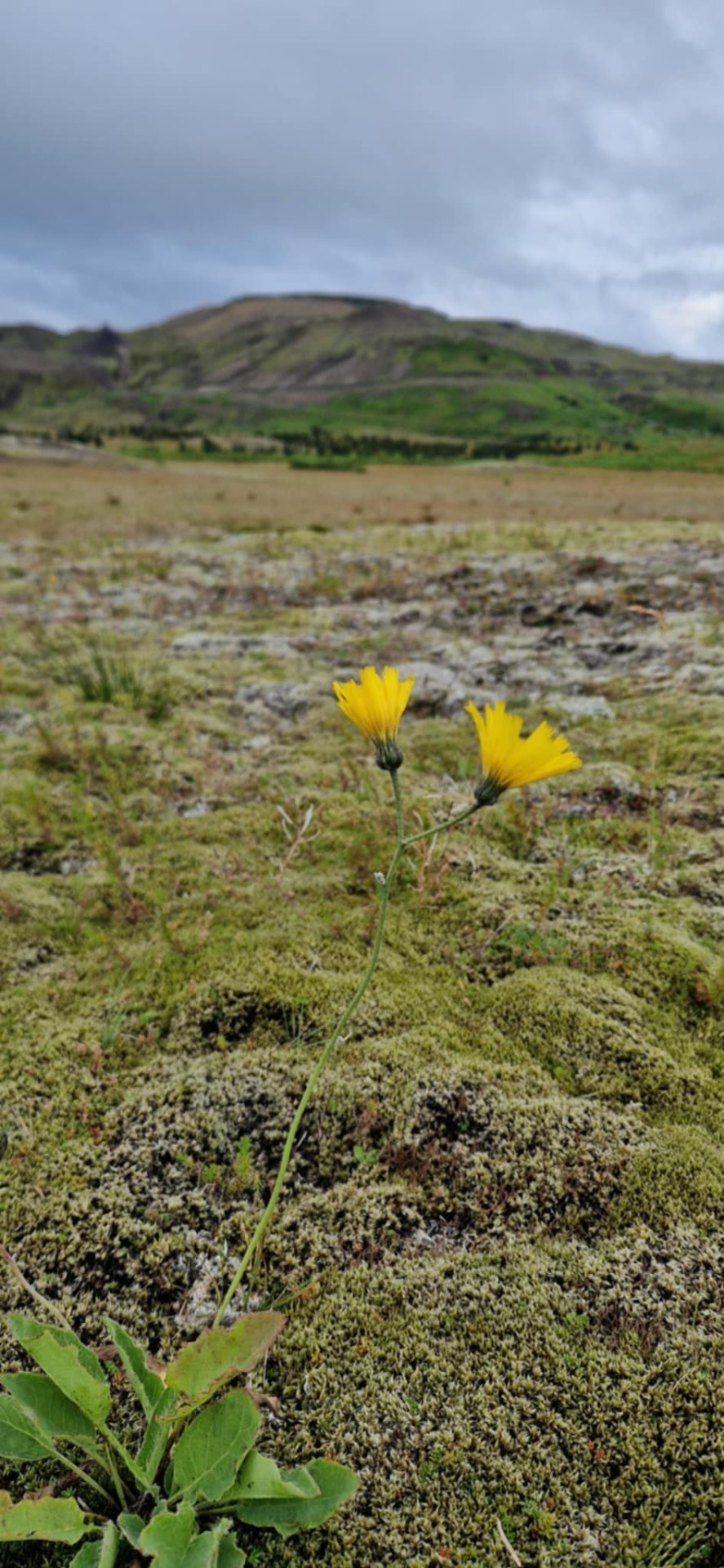 Sprengt í Hvammi miðvikudaginn 27. ágúst milli 12-16
