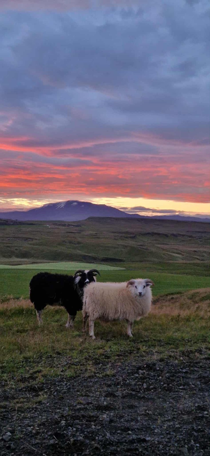 Haustlömb í haustbirtu með Heklu í bakgrunni