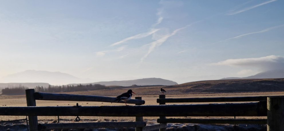 Tjaldurinn, okkar allra fremsti vorboði