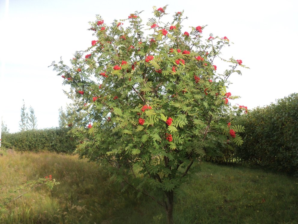 Reyniviðartré á góðum degi