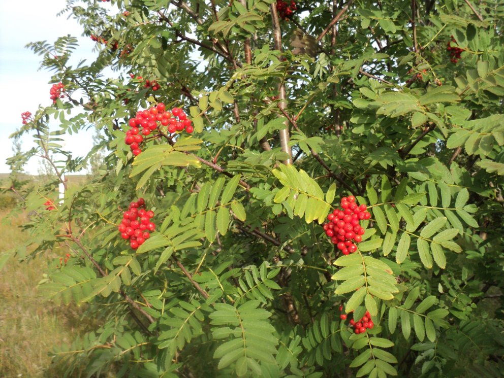 Gróður í Gnúpverjahreppi