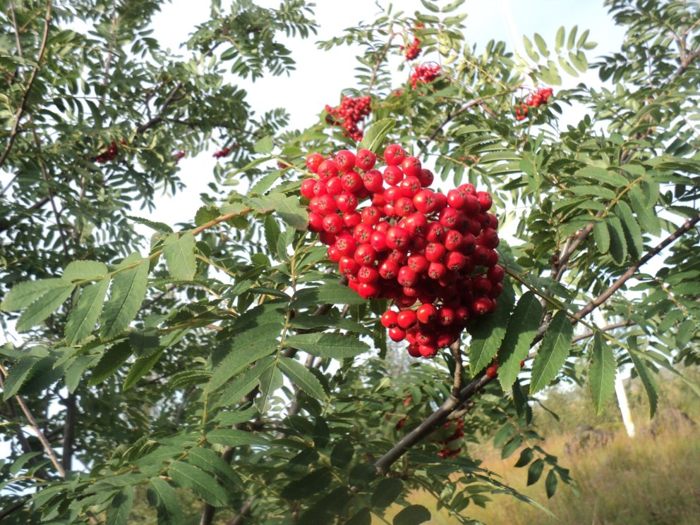 Reyniberin hennar Kiddu