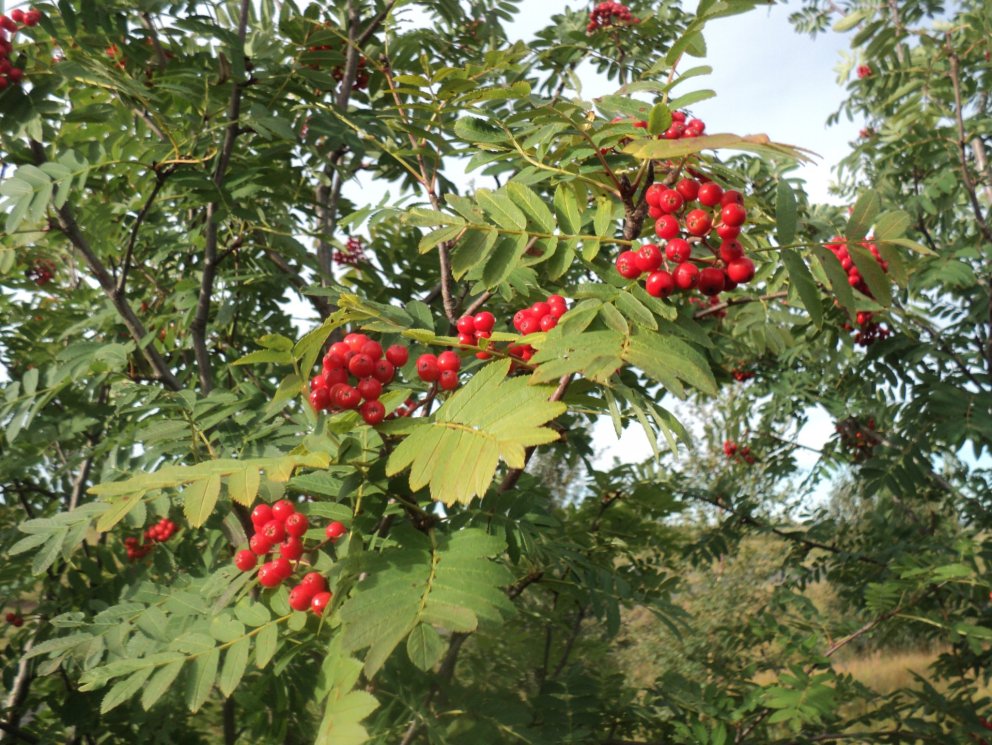 Reyniviður í blóma