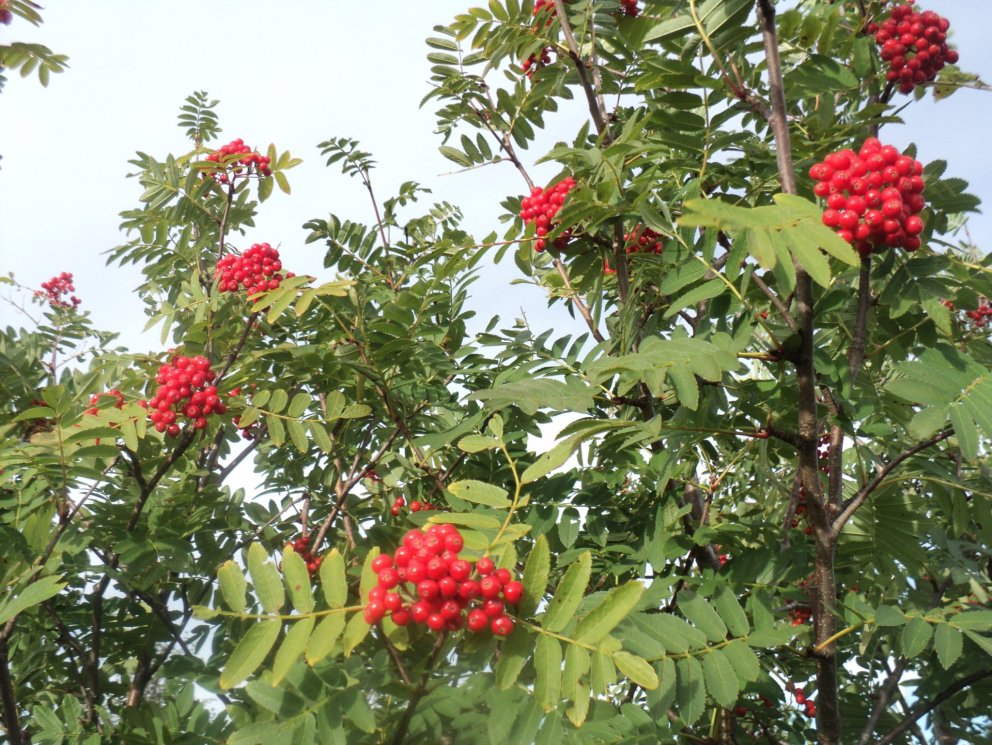 Reyniviðartré í blóma