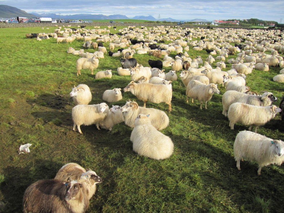 Fé í Skeiðaréttum