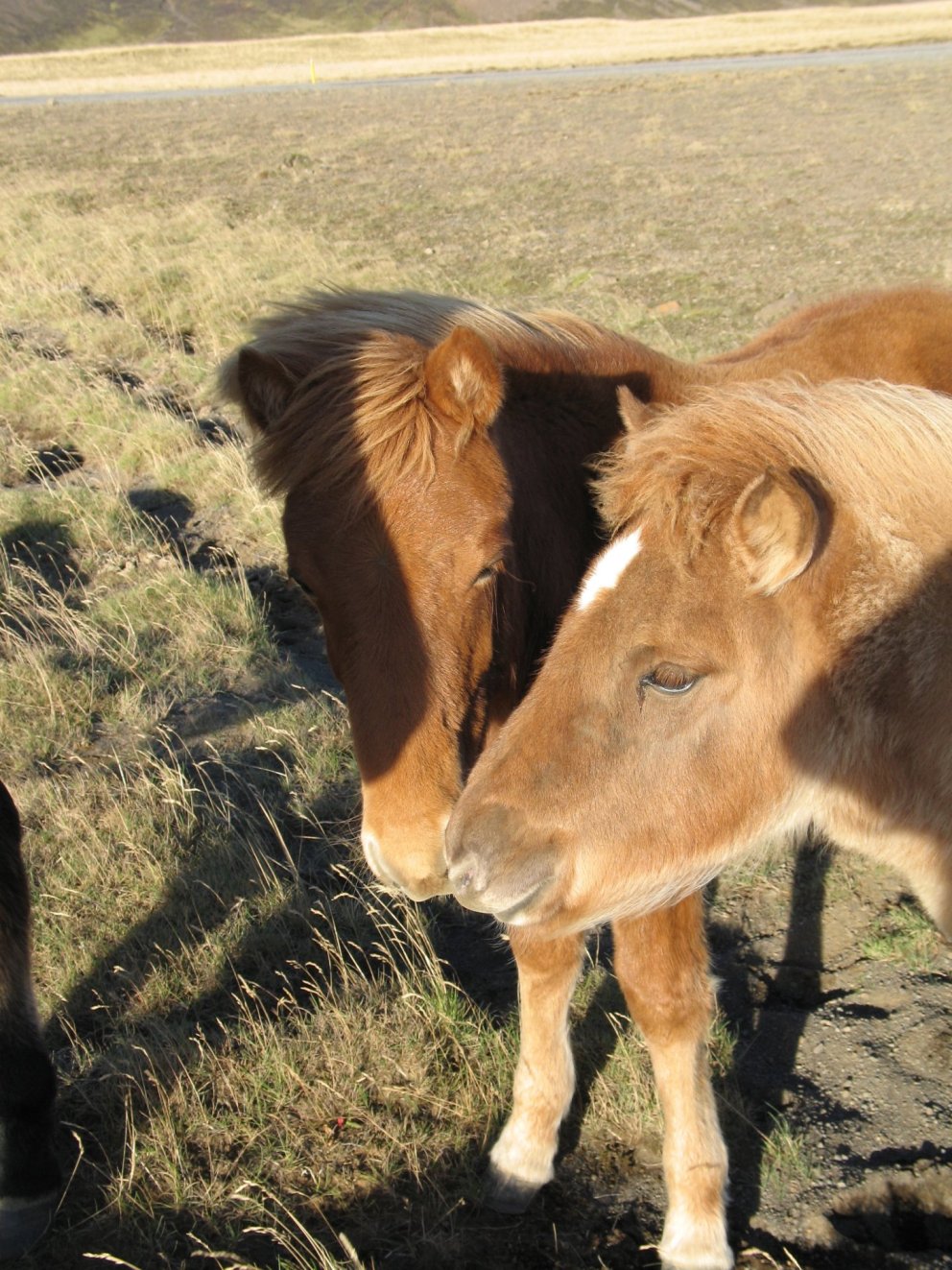 Folöld stinga saman nefjum - af vef BSSL
