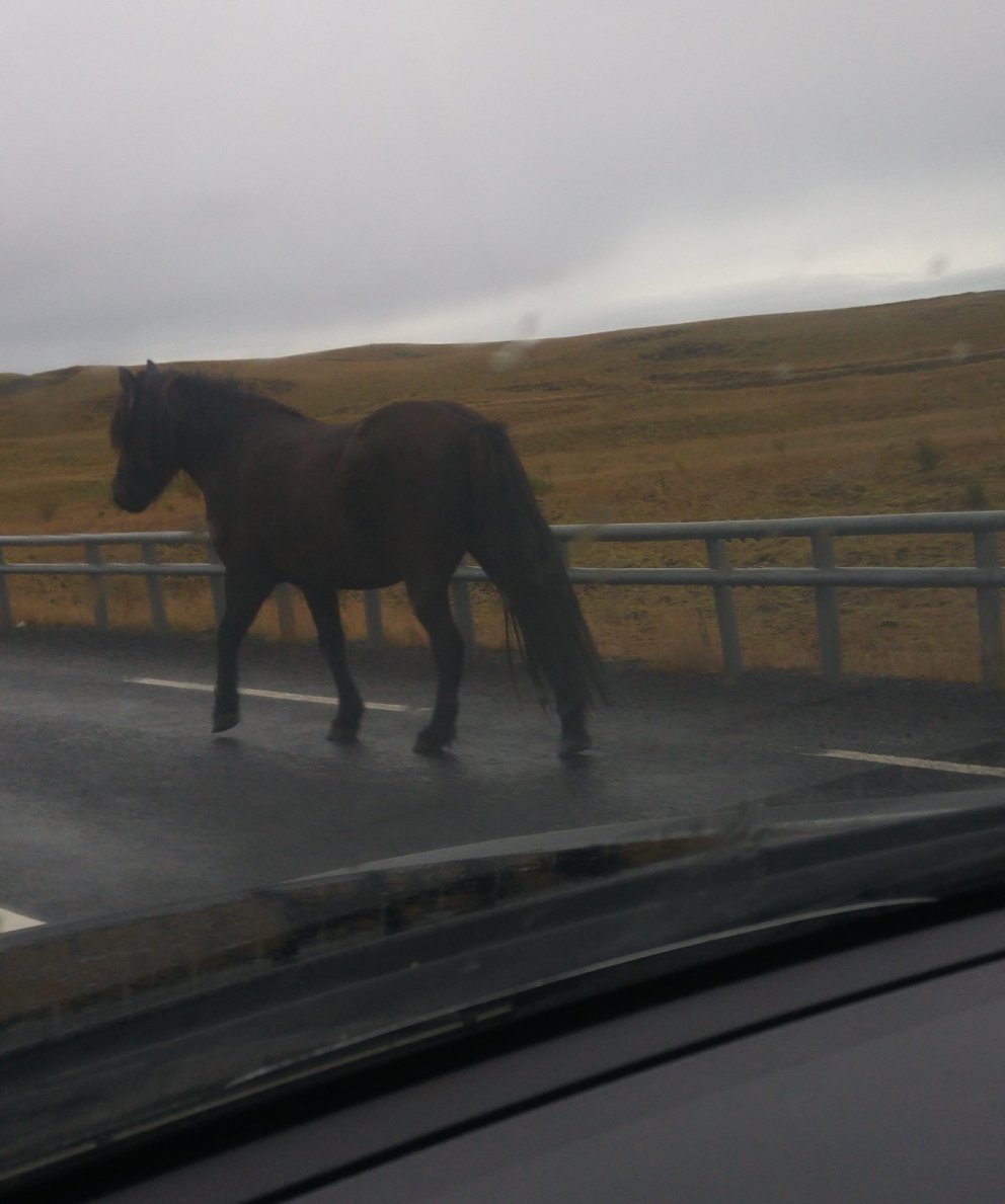 Hver á þetta hross?