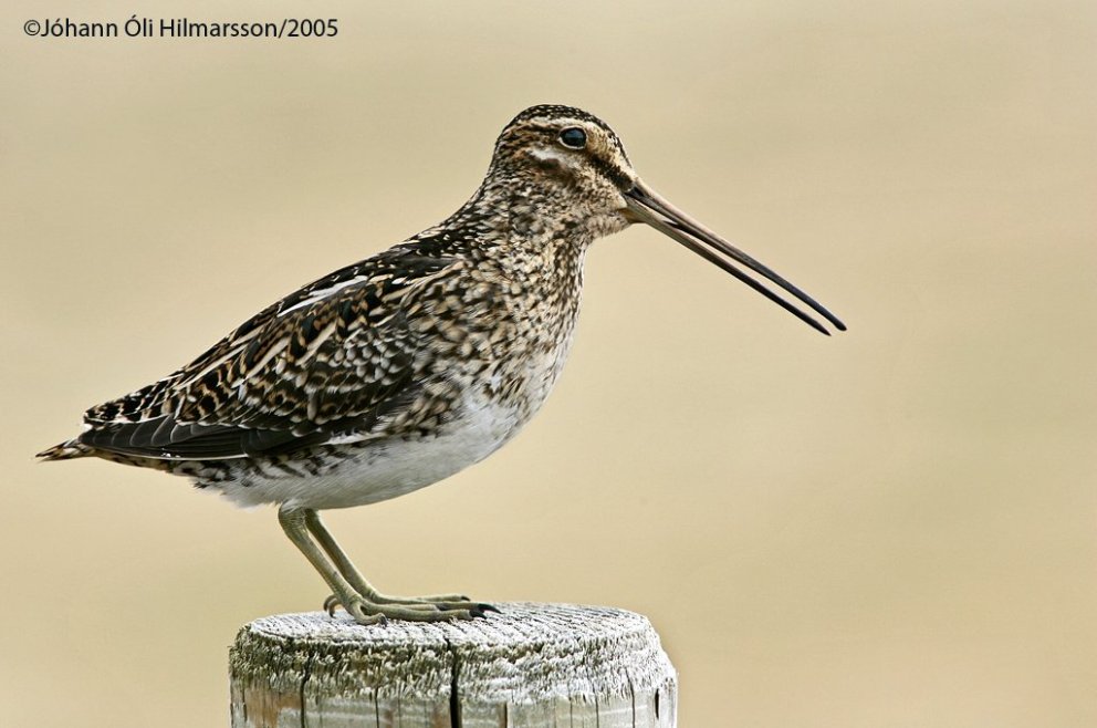 Hrossagaukur á staur