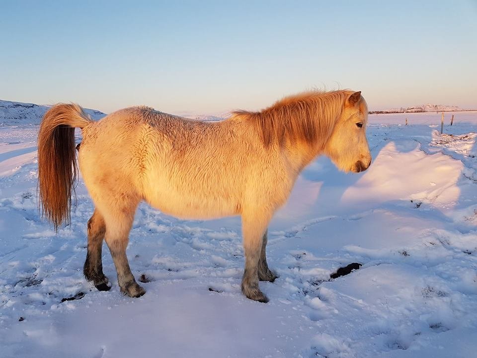Grá hryssa  í óskilum að Reykjum