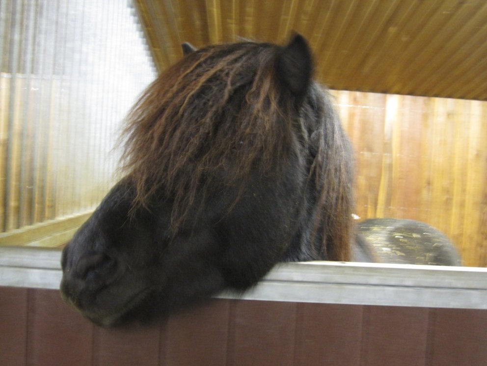 Mig langar í  firmakeppni