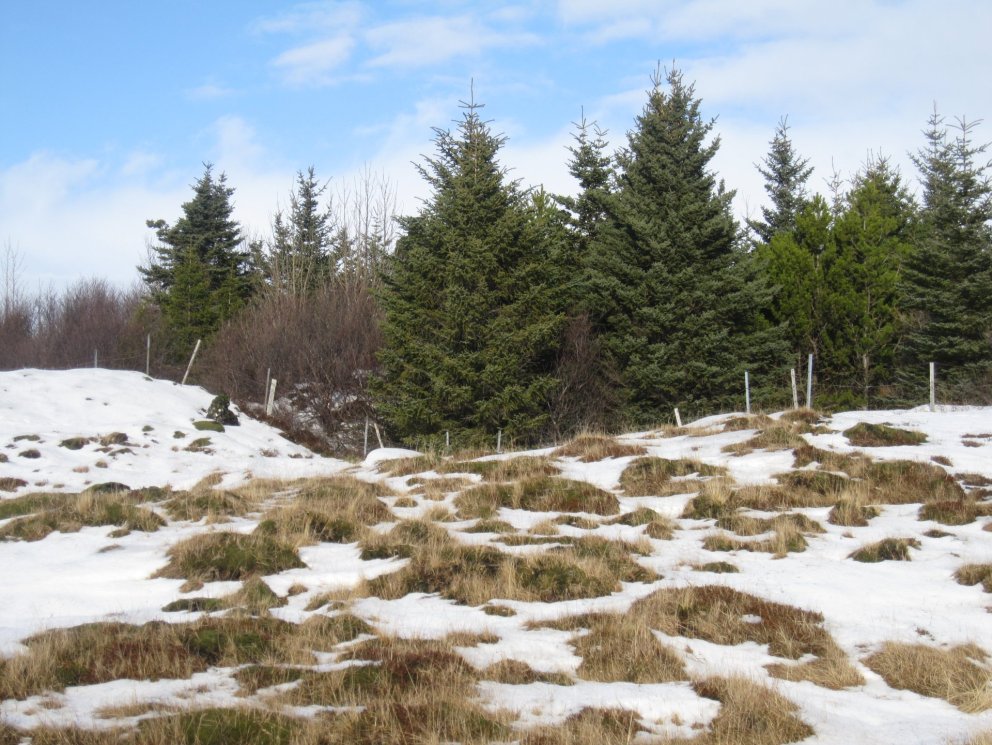 Trjálundur í Skeiða- og Gnúpuverjahreppi