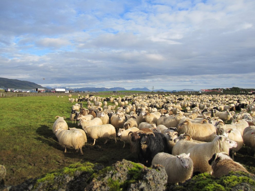 Sauðfé að hausti