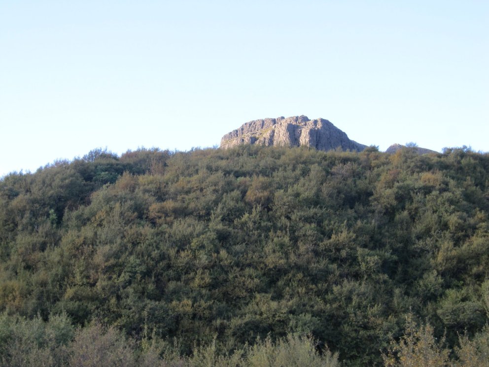 Í Þjórsárdalsskógi