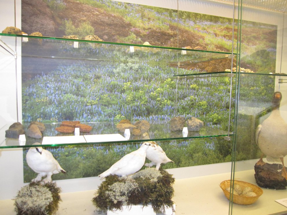 Rjúpan íslenskur fugl