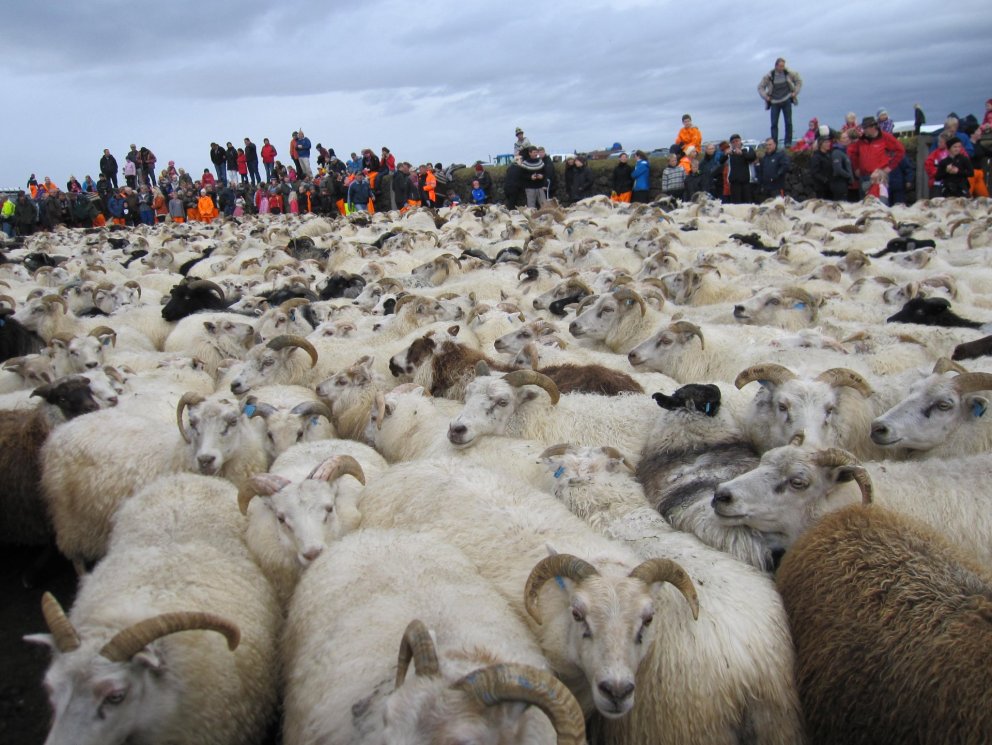 Úr Skaftholtsréttum