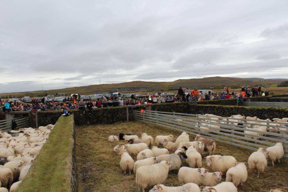 Í Skaftholtsréttum