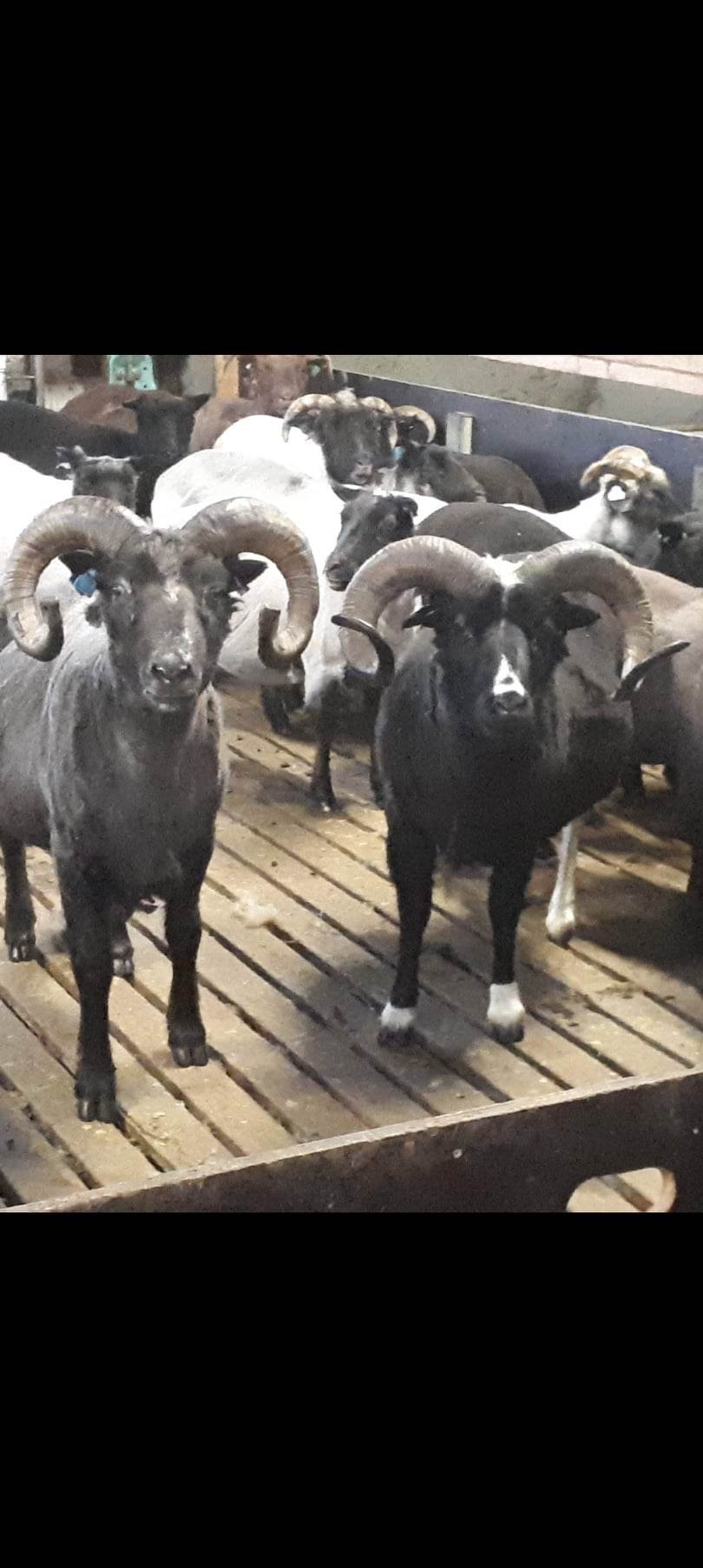 Forystusauðirnir Gandálfur og Elrond