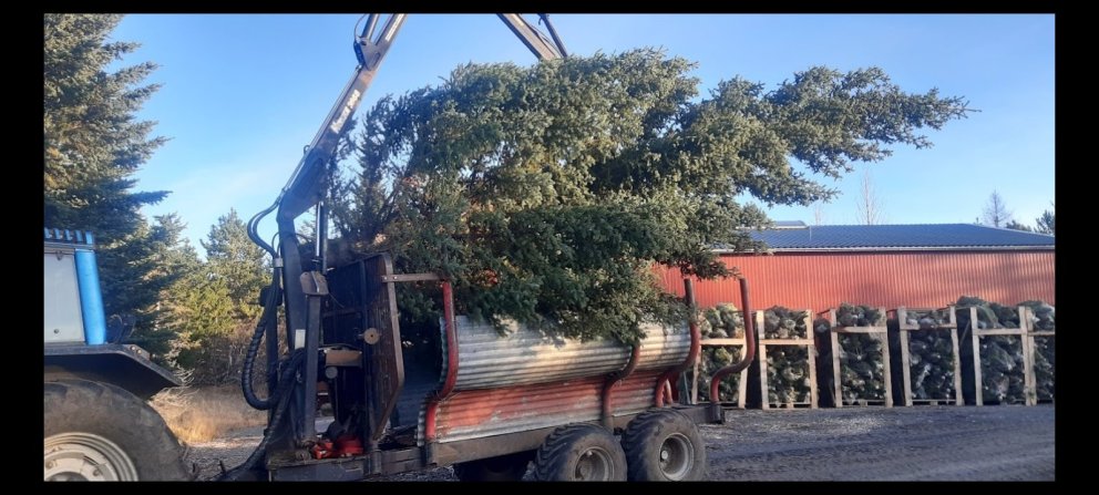 Veglegt torgtré komið á vagninn