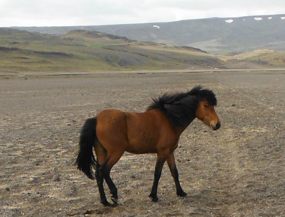 Jarpa hryssan sem fannst 16. júlí