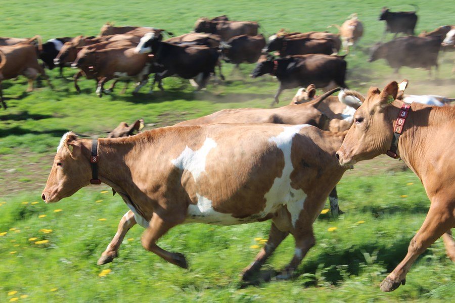Við skrifstofustúlkurnar að komast í sumarfrí!