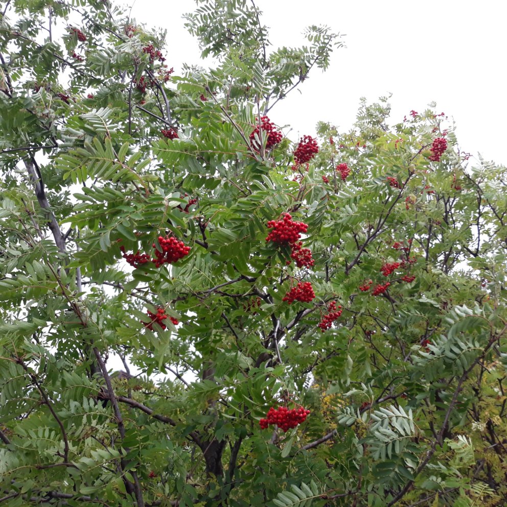 Reyniviður í blóma 2020