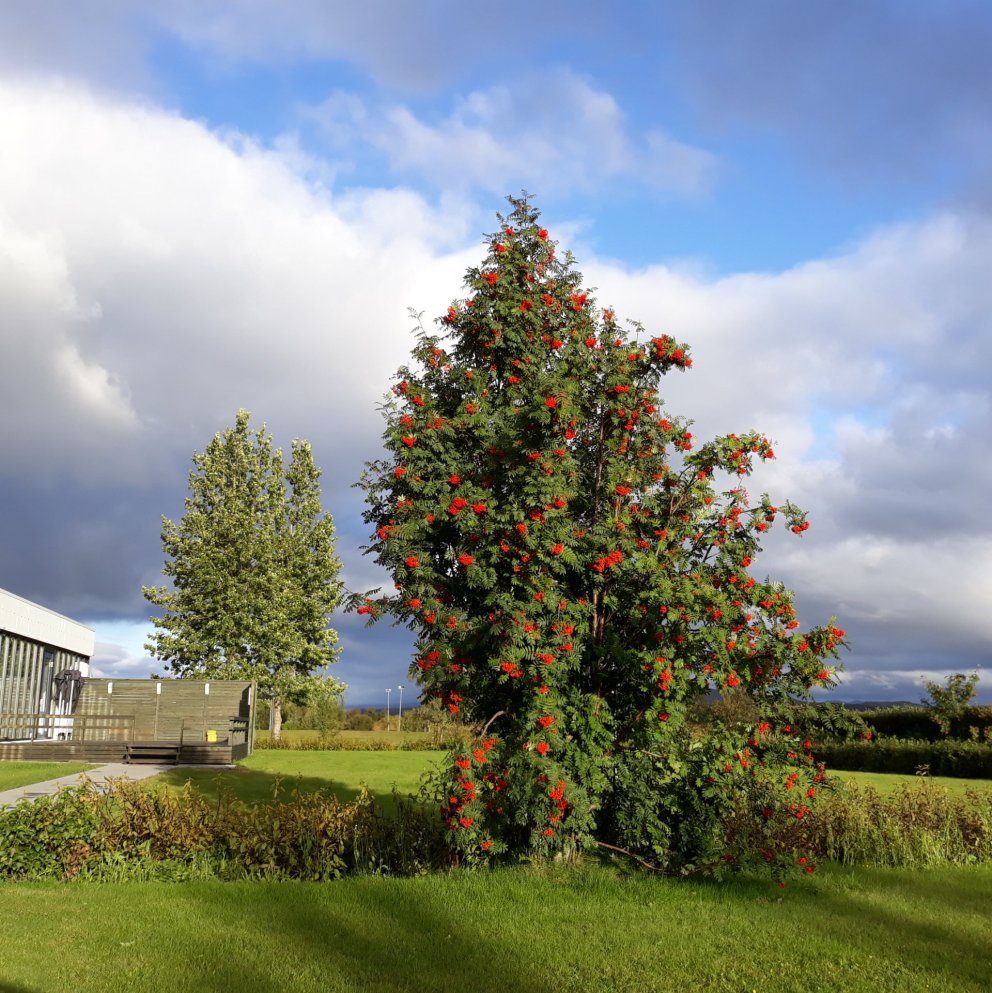 Leitum að umsjónaraðila með vinnuskóla