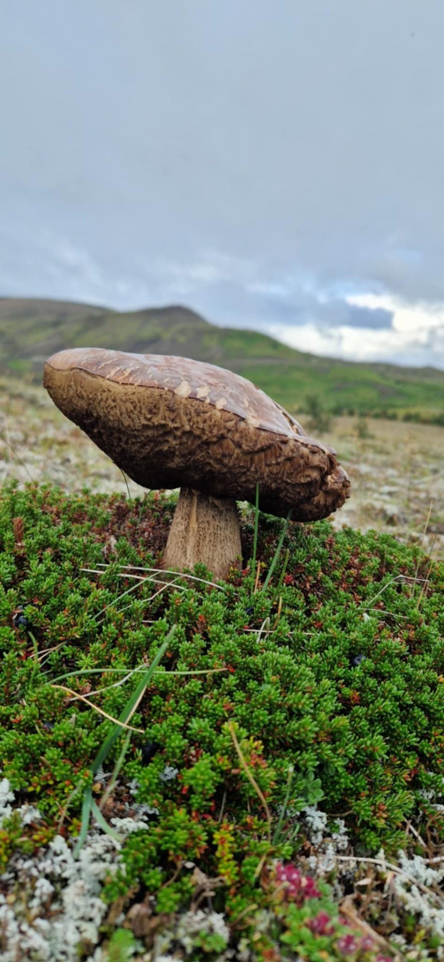 Söfnun rúlluplasts