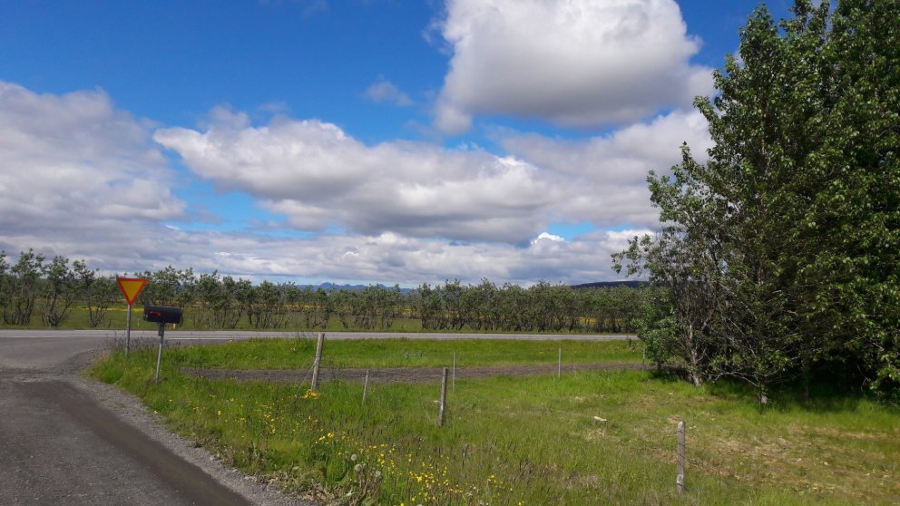 Trén geta truflað umferðaröryggi