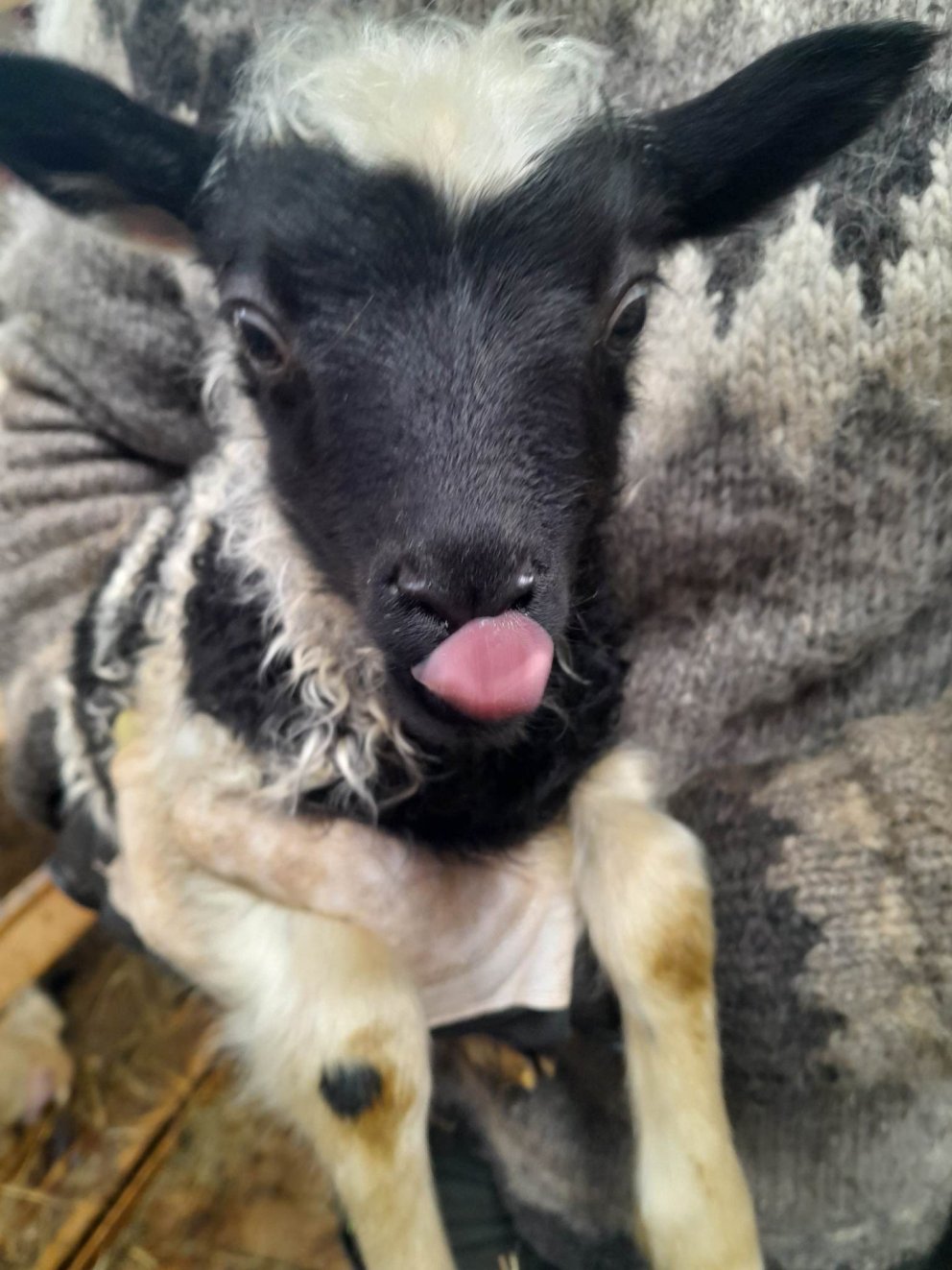 Ný skólastefna til umsagnar