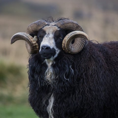 Gerðarlegur hrútur