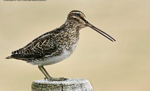 Gaukur kominn í loftið