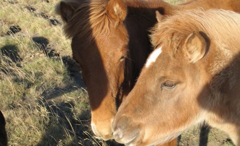 Folöld þurfa góða beit - Mynd tekin af vef Bssl.is