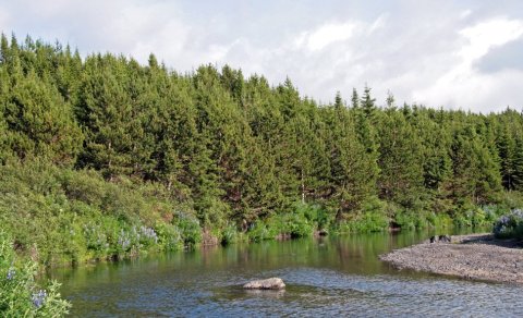 Sandá í Þjórsárdal