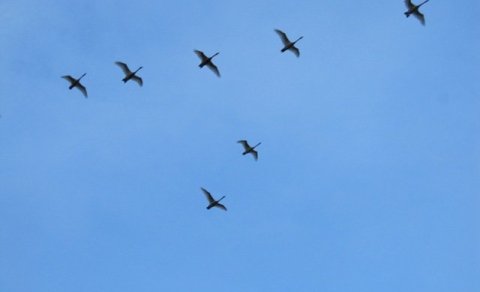 Oddaflug til heitari landa