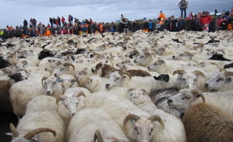 Safnið rekið inn í almenninginn í Skaftholtsréttum