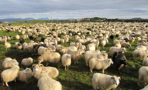 Haustfundur Afréttamálafélags Flóa og Skeiða