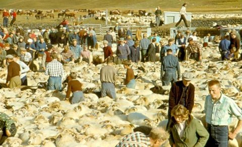 Úr Skaftholtsréttum