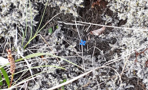 Blómið Bláinn - í mosabreiðu. Myndin tengist efni fréttarinnar ekki beint, jafnvel ekki neitt