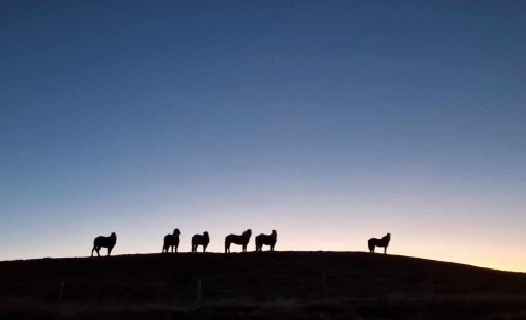 Hross og skammdegishiminn