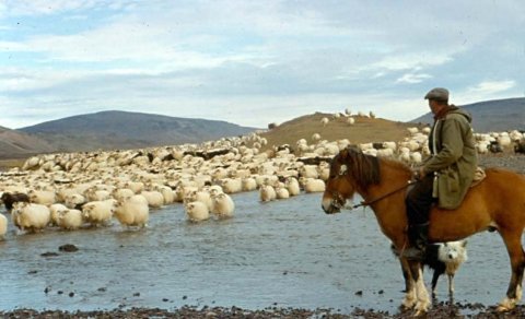 Brakandi nýr Gaukur