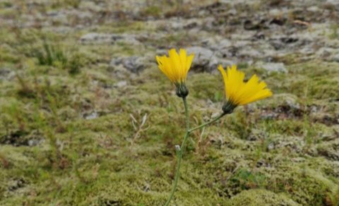 Sprengt í Hvammi miðvikudaginn 27. ágúst milli 12-16