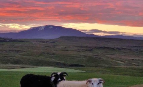 Haustlömb í haustbirtu með Heklu í bakgrunni