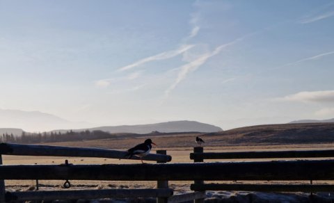 Tjaldurinn, okkar allra fremsti vorboði