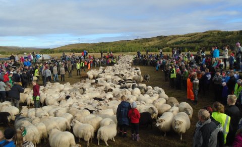 Svipmyndir úr Skaftholtsréttum